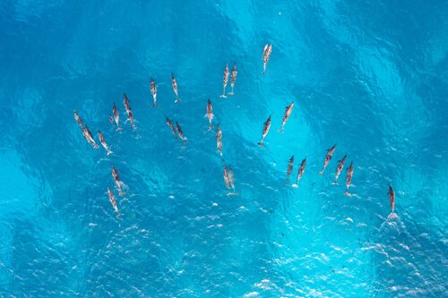 Pod of dolphins - CHRISTOPHER JOHNSON - Photograph