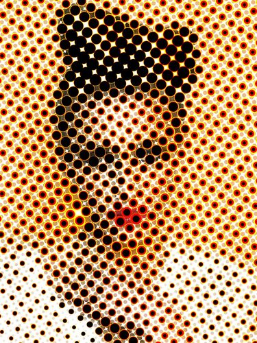 Fantasy mesh Fantasy mesh - Damien Mohn - Photograph