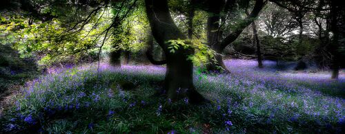 Bluebell Wood -  DAVE - Kunstfoto