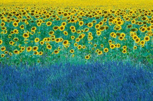 Tournesol et lavande - David Clapp - Photographie