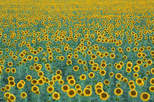 Tournesol  - David Clapp - Photograph