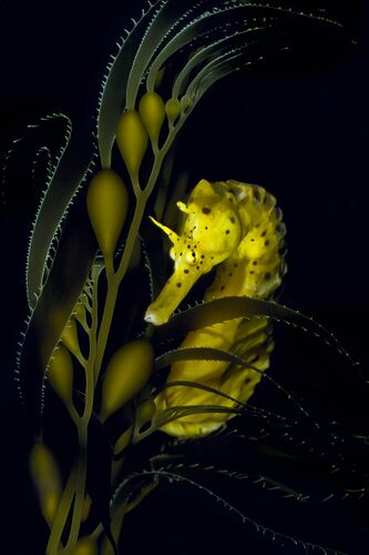 Seahorse with Giant Kelp - DAVID HALL - Kunstfoto