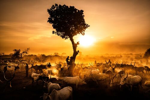 Wisdom tree - ESTEBAN TORO - Fotografía