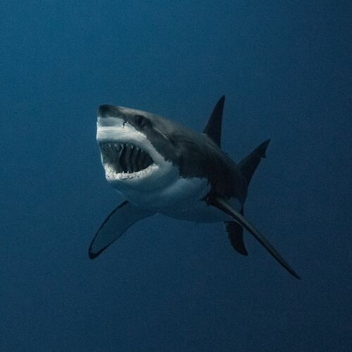 SHARK GROWL SHARK GROWL - EUAN RANNACHAN - Photograph