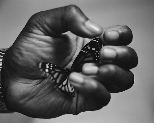 The butterfly - Fifou  - Photographie