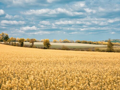 SUN FIELD - HEROD BECEN - Kunstfoto