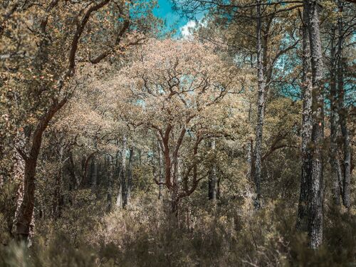 THE TREES - HEROD BECEN - Kunstfoto