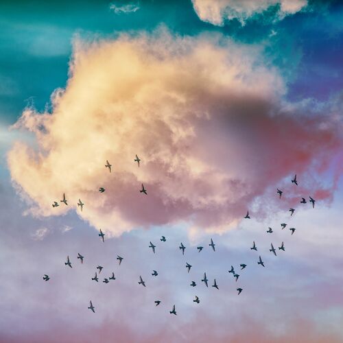 Birds and Clouds - IGOR VITOMIROV - Photograph