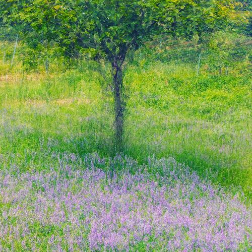 Walking with Monet - IGOR VITOMIROV - Kunstfoto