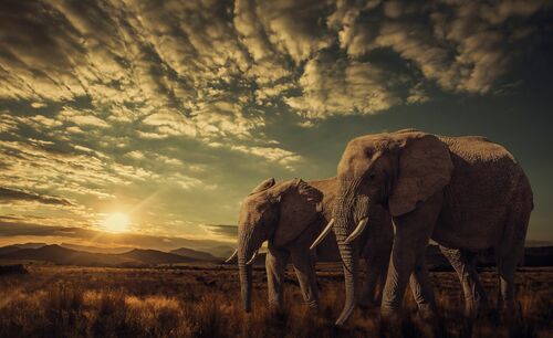 THE BIG FAMILY - JACKSON CARVALHO - Fotografia