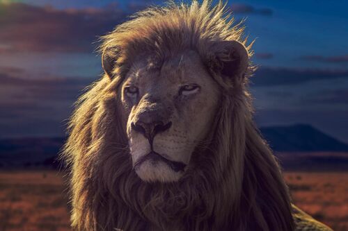 THE GOLDEN KING THE GOLDEN KING - JACKSON CARVALHO - Photograph