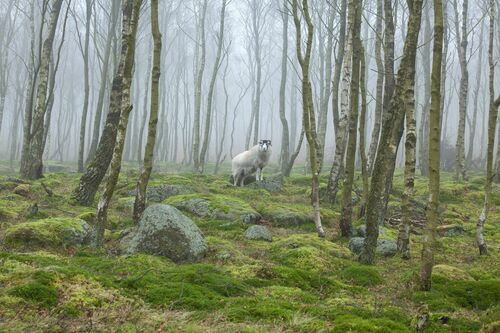 Forest Guardian Forest Guardian - James Mills - Photograph