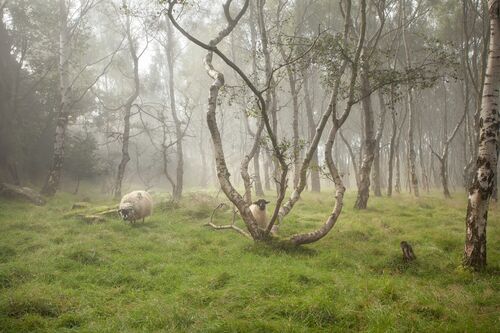Sheep in the woods Sheep in the woods - James Mills - Photograph