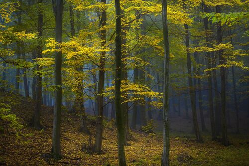 MYSTERIOUS POWER OF THE FOREST - JANEK SEDLAR - Fotografie