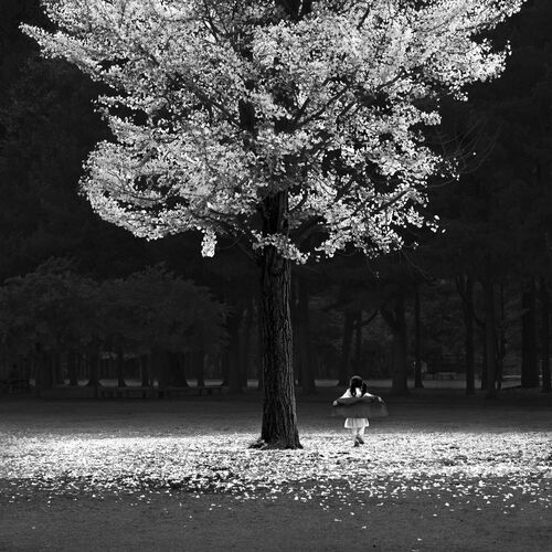 AUTUMN TREE -  JEFFLIN - Photographie