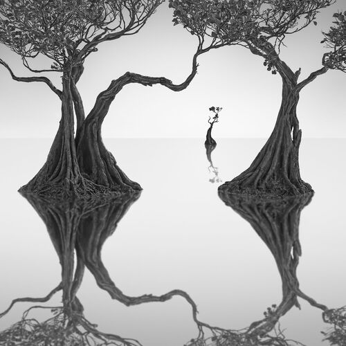 Dancing Mangrove Trees 8 -  JEFFLIN - Kunstfoto