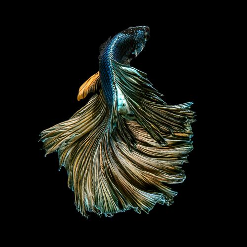 COPPER FLOWER COPPER FLOWER - JIRAWAT PLEKHONGTHU - Photograph
