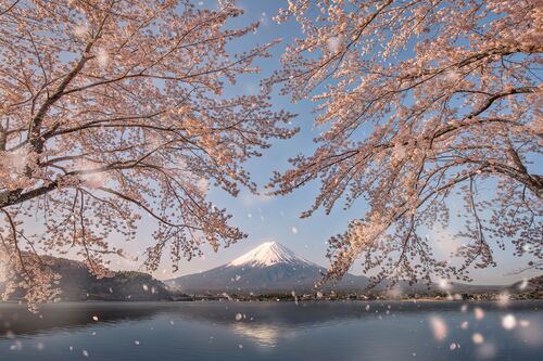 Sakura's embrance  -  JKBOY - Photograph