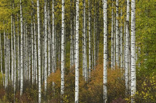 ASPEN GROVE IN AUTUMN -  JOHN EASTCOTT ET YVA MOMATIUK - Photographie