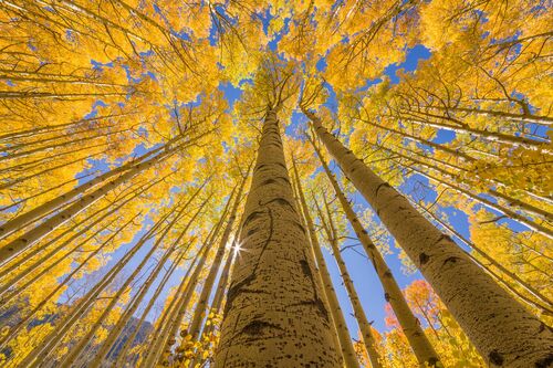 GOLDEN ASPEN CANOPIES I -  JOHN EASTCOTT ET YVA MOMATIUK - Fotografia