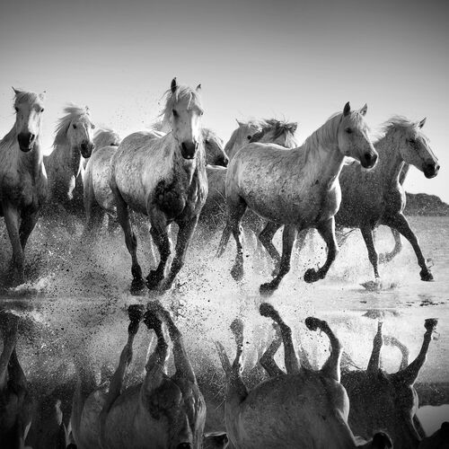 Horses and reflexions - JONATHAN CHRITCHLEY - Fotografia