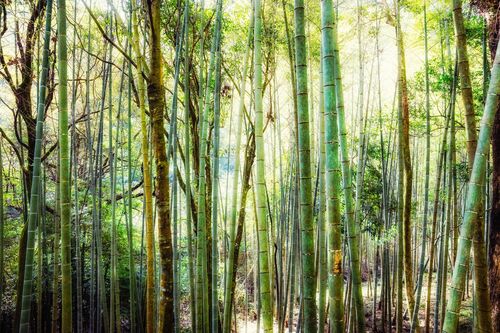 BAMBOO FOREST - Jörg Wanderer - Photographie