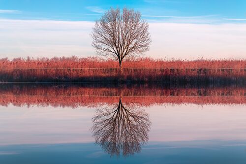 Red and Cyan Tree  - Juan Pablo De Miguel - Photographie