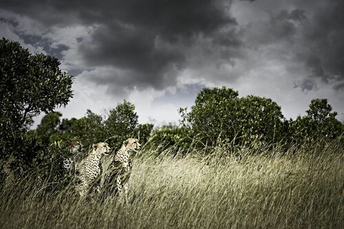 Awaiting - KLAUS TIEDGE - Fotografia