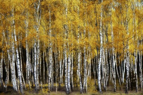 BIRCHBUNCH - LARS VAN DE GOOR - Photographie