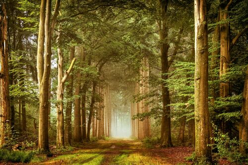 Embraced by Nature - LARS VAN DE GOOR - Photographie