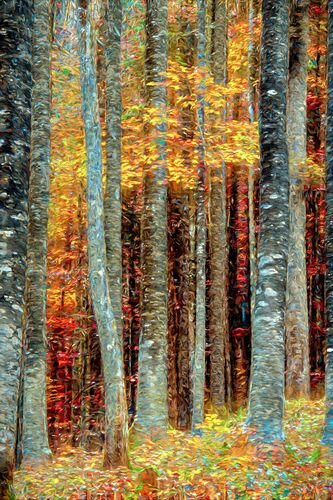 KlimtWald - LARS VAN DE GOOR - Photograph