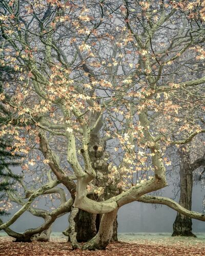 Seasonality - LARS VAN DE GOOR - Fotografía