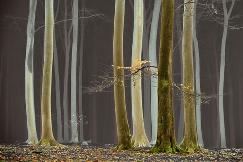 Serenity is My Name - LARS VAN DE GOOR - Kunstfoto