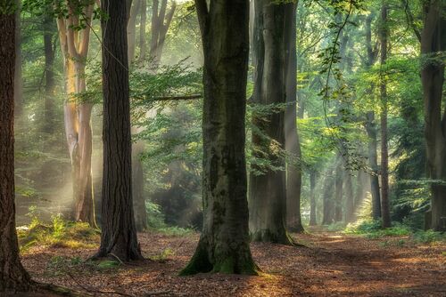 STERRENBOS - LARS VAN DE GOOR - Fotografia