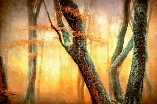 The Dancing Trees - LARS VAN DE GOOR - Fotografía
