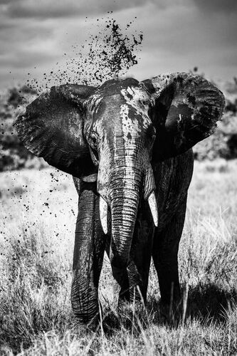 Élephant noir et blanc