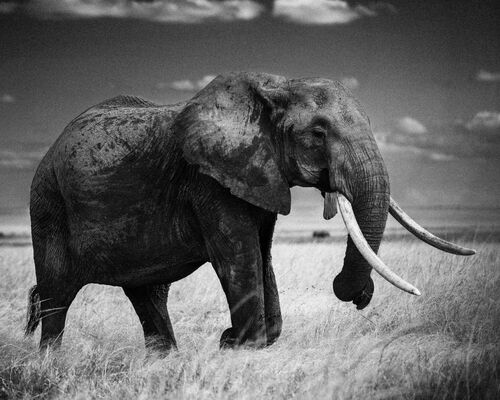 Black & white elephant Photography · Purchase of Black & white