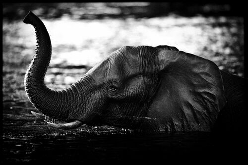 Elephant Crossing the River - LAURENT BAHEUX - Fotografie