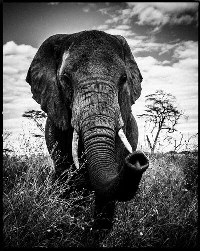 ÉLÉPHANT CURIEUX - LAURENT BAHEUX - Photograph