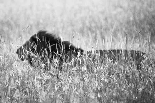 Elusive lion - LAURENT BAHEUX - Kunstfoto