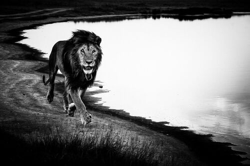 FREE LION IN THE WILD - LAURENT BAHEUX - Kunstfoto