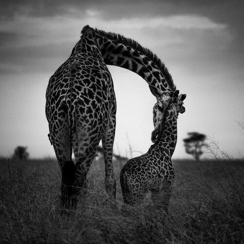 GIRAFON ET SA MERE - LAURENT BAHEUX - Kunstfoto