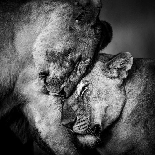 HUGS BETWEEN TWO LIONESSES - LAURENT BAHEUX - Photograph