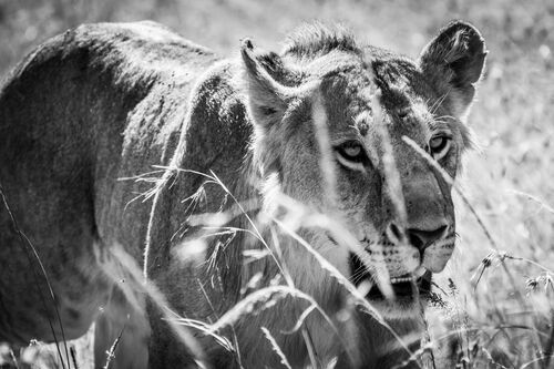 Hunting young lion - LAURENT BAHEUX - Photograph