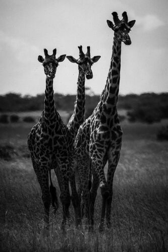 LES TROIS CURIEUSES - LAURENT BAHEUX - Fotografia