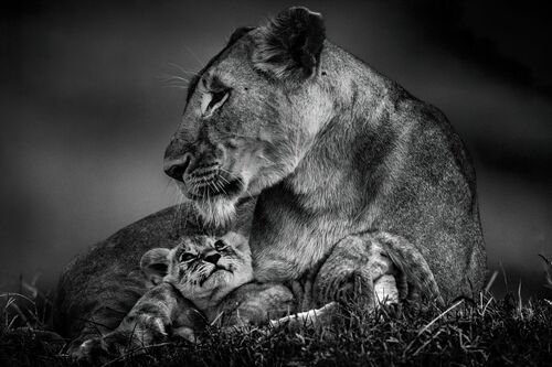 Les yeux de l’amour - LAURENT BAHEUX - Kunstfoto