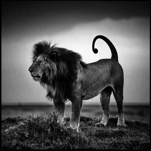 Lion After the Nap - LAURENT BAHEUX - Fotografia