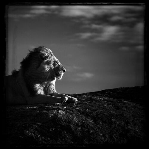 Lion en son royaume - LAURENT BAHEUX - Fotografie