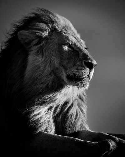 black and white photography lion