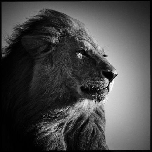 Lion in Compliance - LAURENT BAHEUX - Kunstfoto